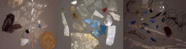 Microplastiche rinvenute nei campioni nelle diverse forme, dimensioni e materiali