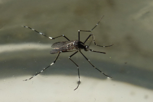 Zanzara tigre adulta, esemplare feminile (Foto: Laboratorio biologico dell'Agenzia provinciale per l'ambiente, Bucher 2013)