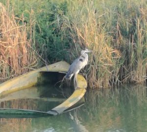 Fiume Osellino e i suoi abitanti