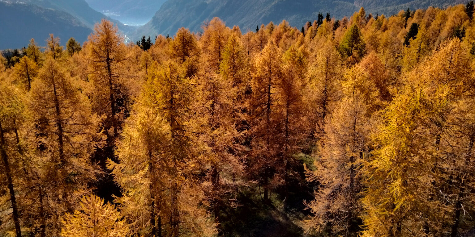 foresta di larici ingialliti in primo piano, montagne, cielo e nuvole in secondo piano