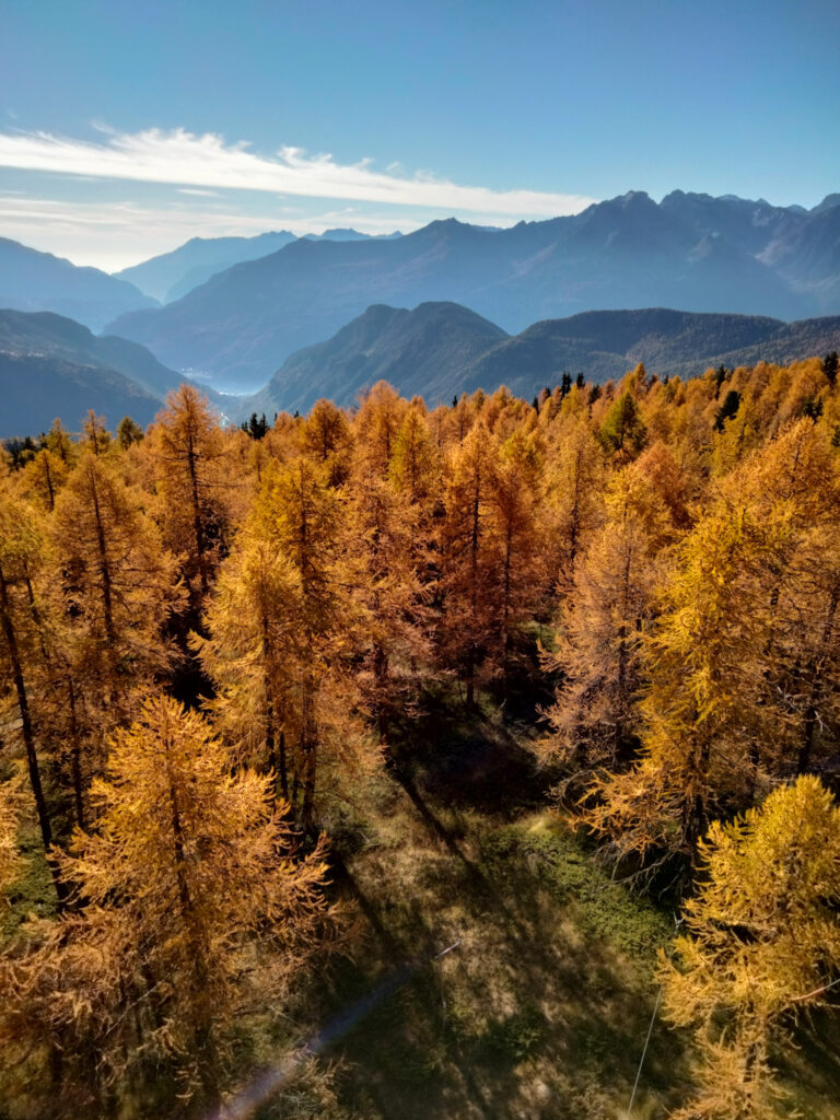 in primo piano foresta di larici ingialliti, in secondo piano montagne, cielo e nuvole.