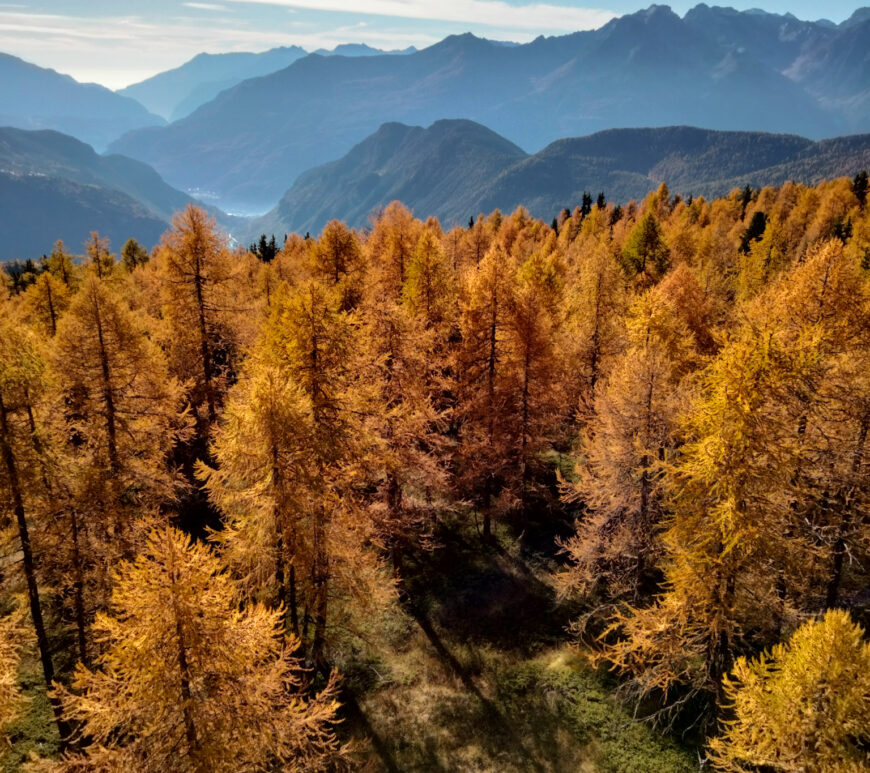 foresta di larici ingialliti in primo piano, montagne, cielo e nuvole in secondo piano